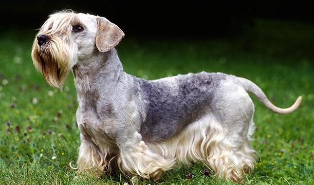 Cesky Terrier Dog Breed Image 16