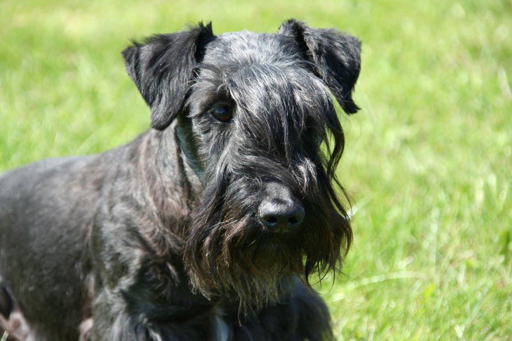 Cesky Terrier Dog Breed Image 19