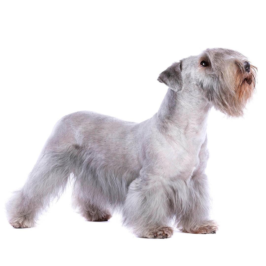 Cesky Terrier Dog Breed Image 2