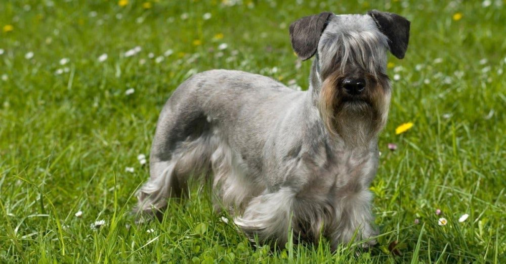 Cesky Terrier Dog Breed Image 6