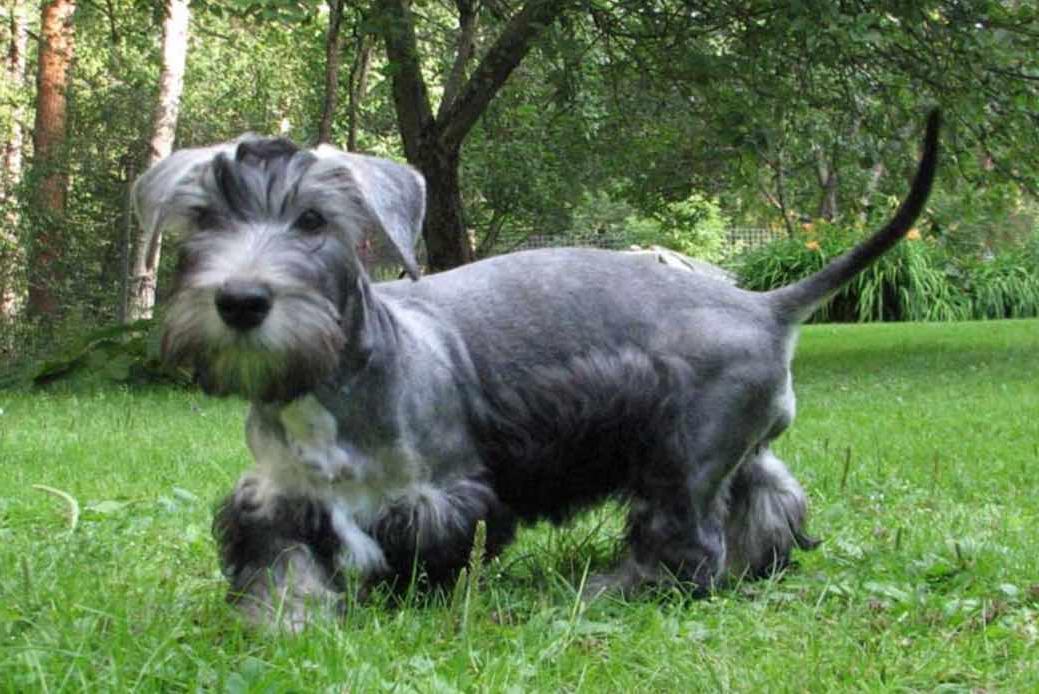 Cesky Terrier Dog Breed Image 7