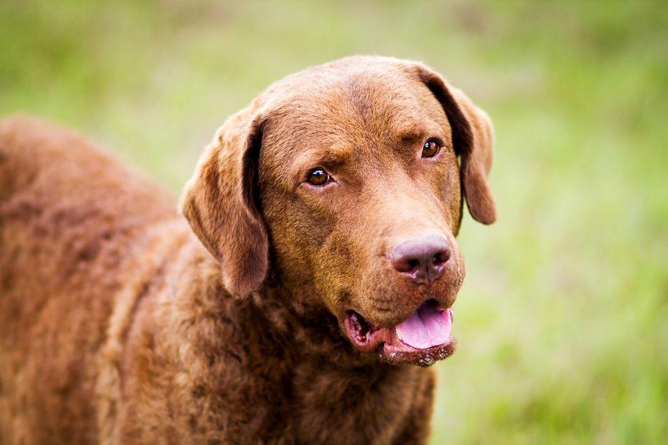 Chesapeake Bay Retriever Dog Breed Image 1