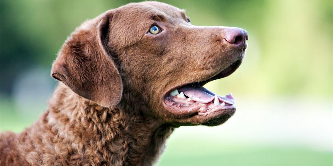 Chesapeake Bay Retriever Dog Breed Image 12