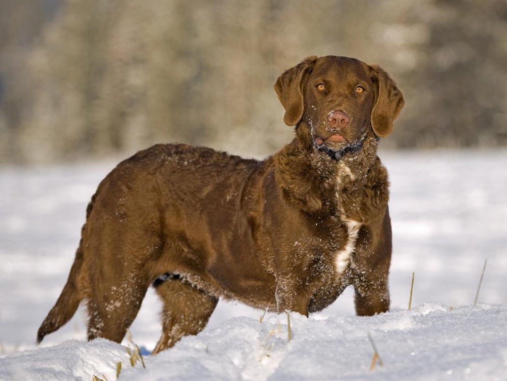 Chesapeake Bay Retriever Dog Breed Image 13