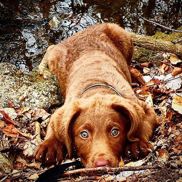 Chesapeake Bay Retriever Dog Breed Image 15