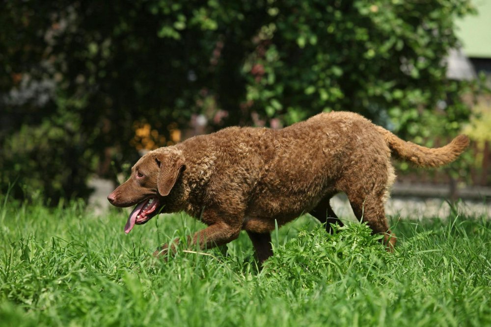 Chesapeake Bay Retriever Dog Breed Image 5