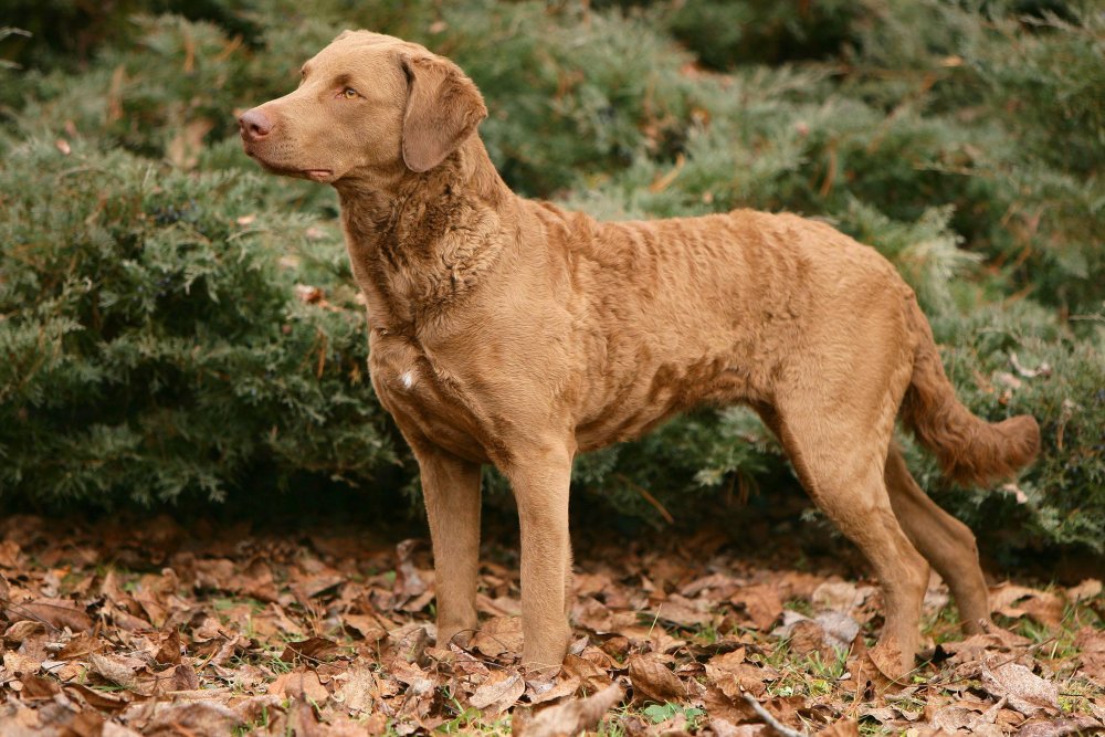 Chesapeake Bay Retriever Dog Breed Image 6