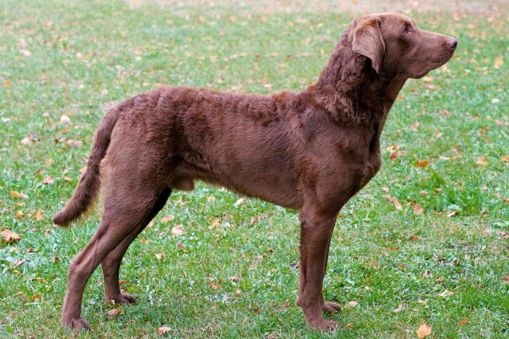 Chesapeake Bay Retriever Dog Breed Image 7