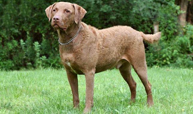 Chesapeake Bay Retriever Dog Breed Image 9