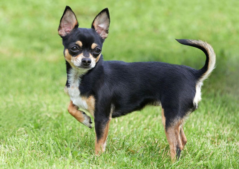 Chihuahua Dog Breed Image 11