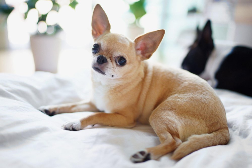 Chihuahua Dog Breed Image 14