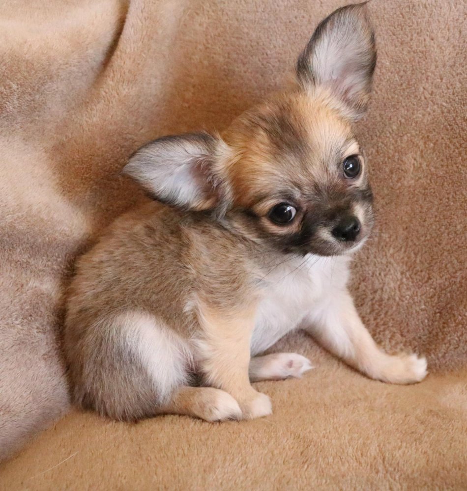 Chihuahua Dog Breed Image 15