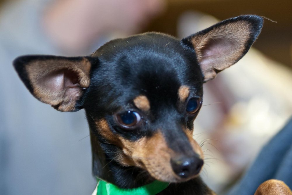 Chihuahua Dog Breed Image 16