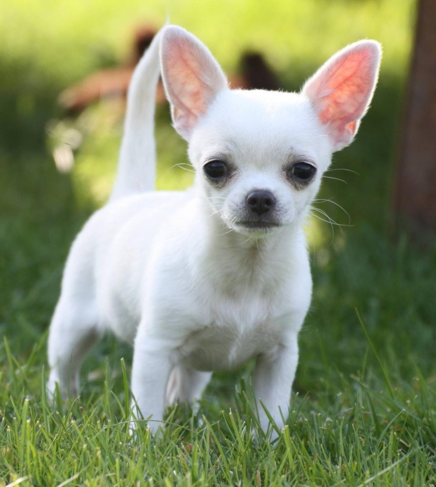 Chihuahua Dog Breed Image 20