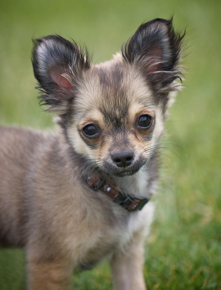 Chihuahua Dog Breed Image 4