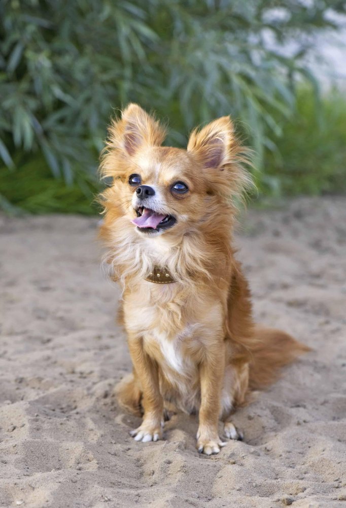 Chihuahua Dog Breed Image 5