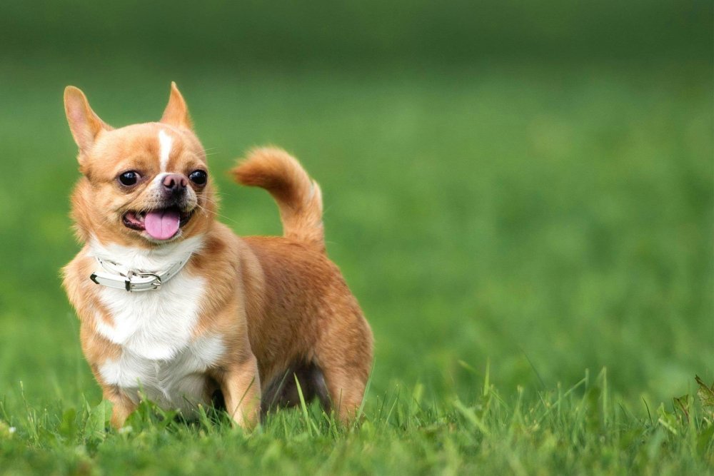 Chihuahua Dog Breed Image 7