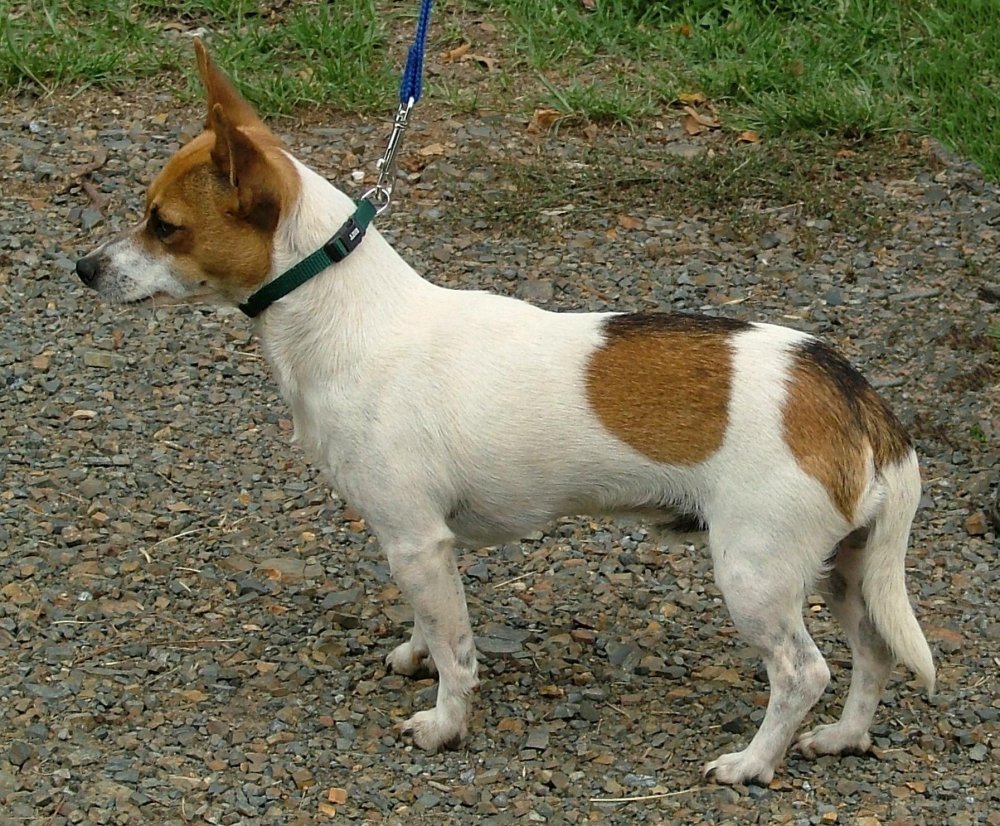 Chilean Terrier Dog Breed Image 13