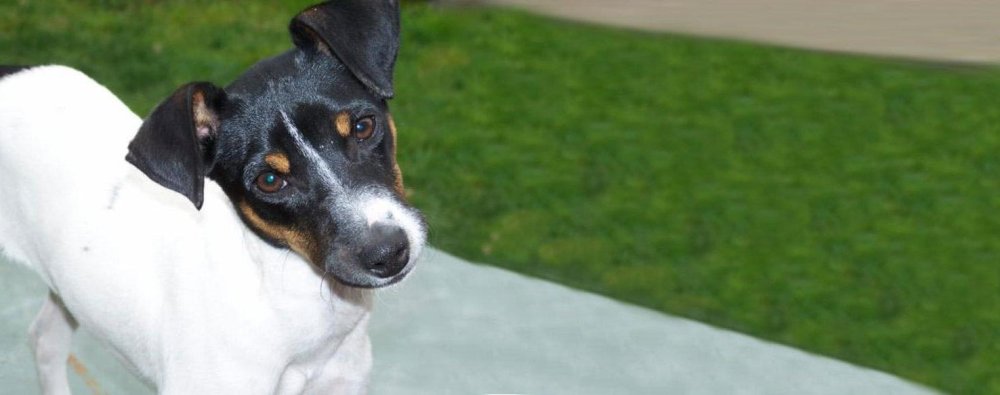 Chilean Terrier Dog Breed Image 15