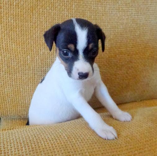 Chilean Terrier Dog Breed Image 20