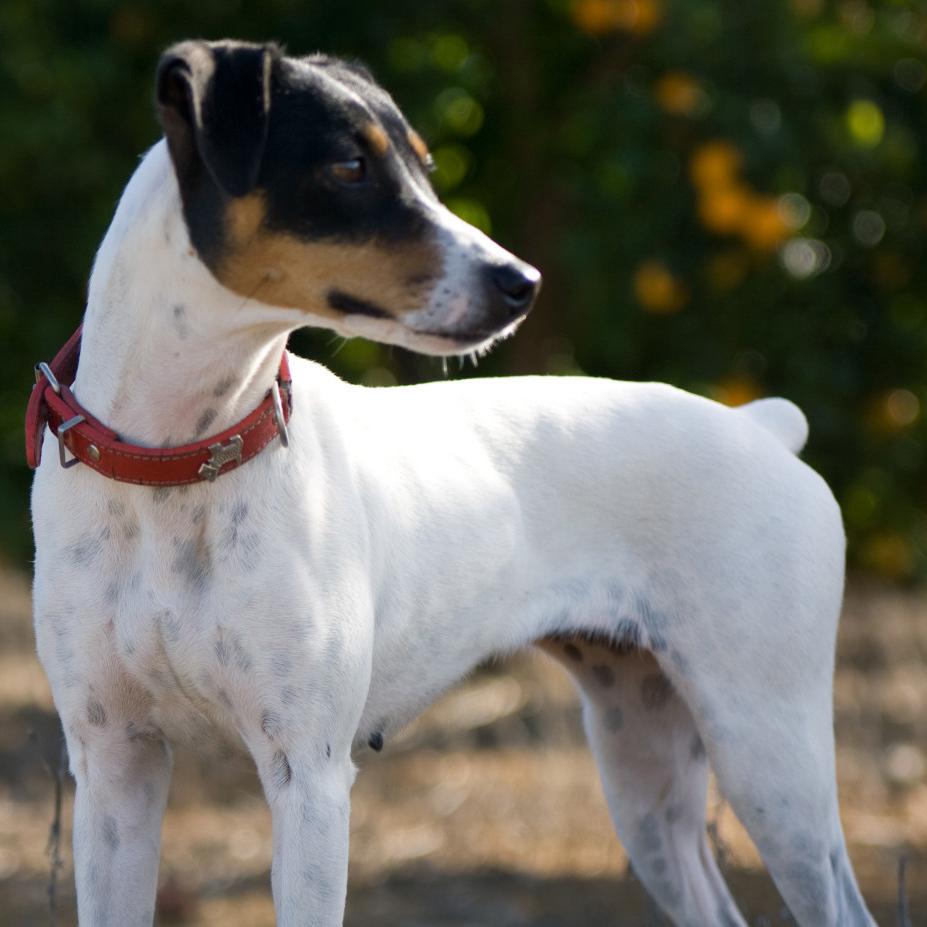 Chilean Terrier Dog Breed Image 3