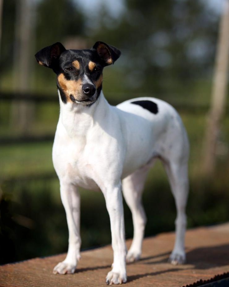 Chilean Terrier Dog Breed Image 4