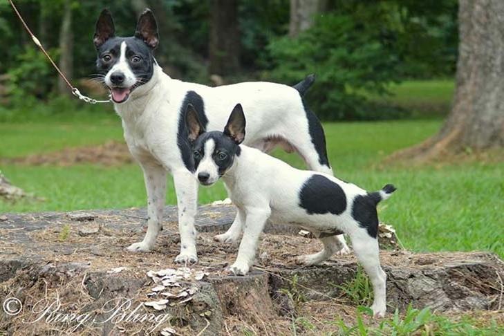 Chilean Terrier Dog Breed Image 6