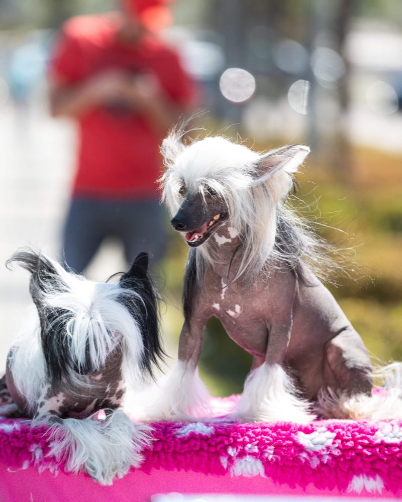 Chinese Crested Dog Breed Image 10