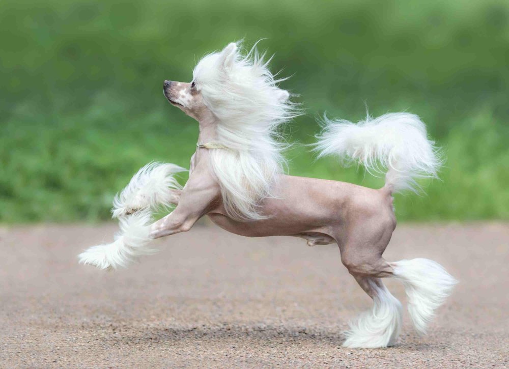 Chinese Crested Dog Breed Image 13