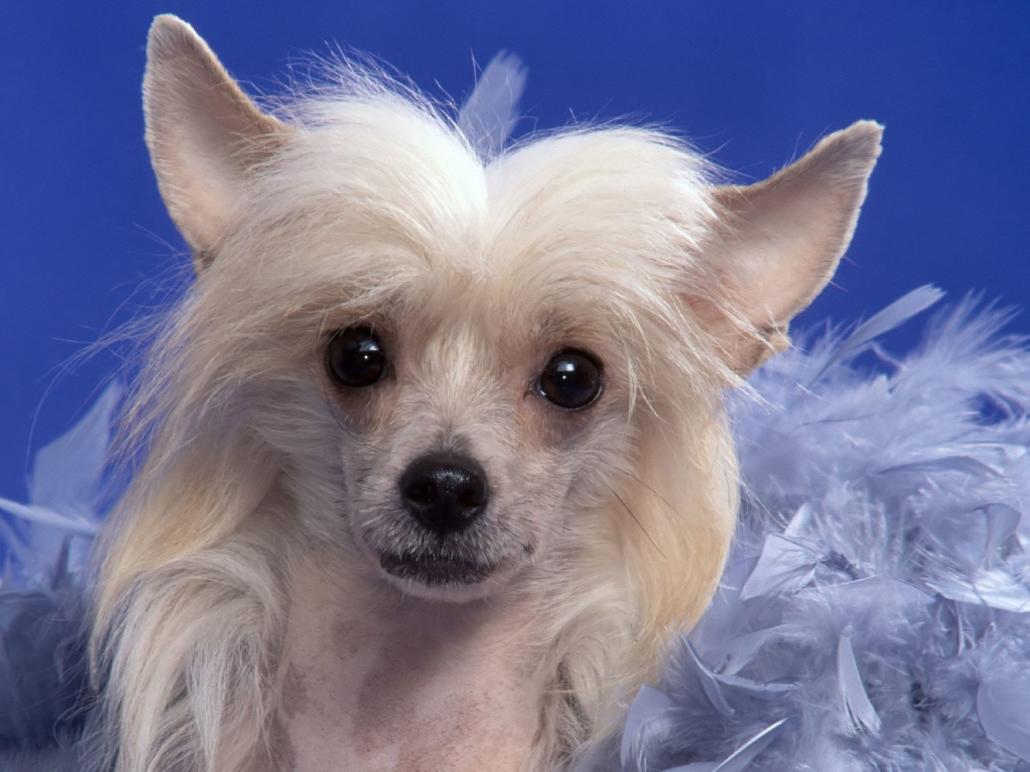 Chinese Crested Dog Breed Image 15