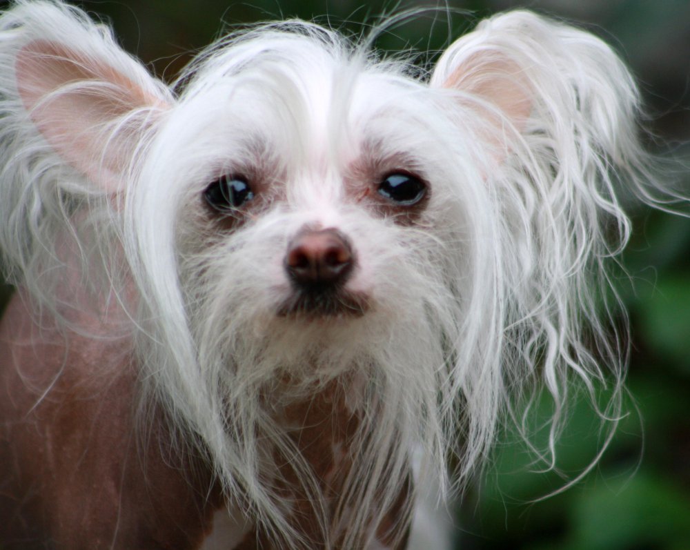 Chinese Crested Dog Breed Image 2