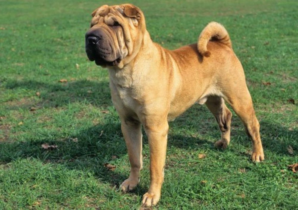 Chinese Shar-Pei Dog Breed Image 1