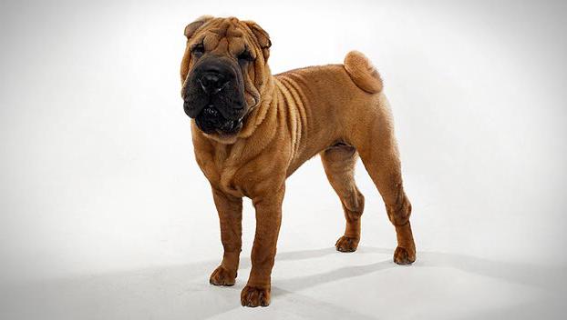 Chinese Shar-Pei Dog Breed Image 13