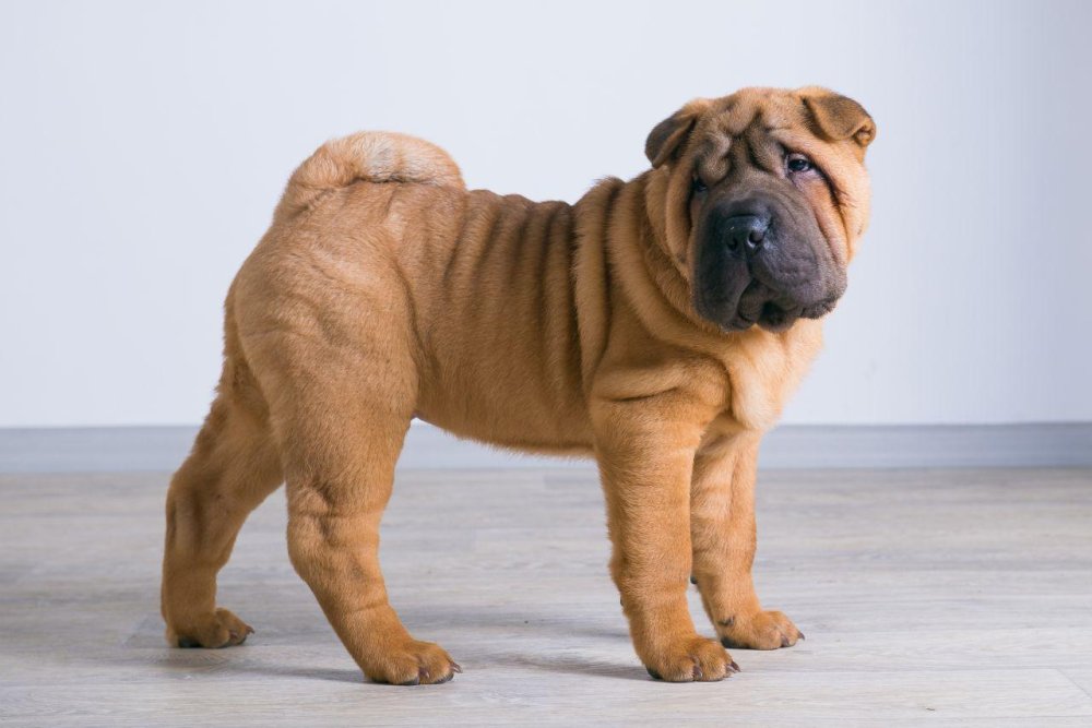 Chinese Shar-Pei Dog Breed Image 14