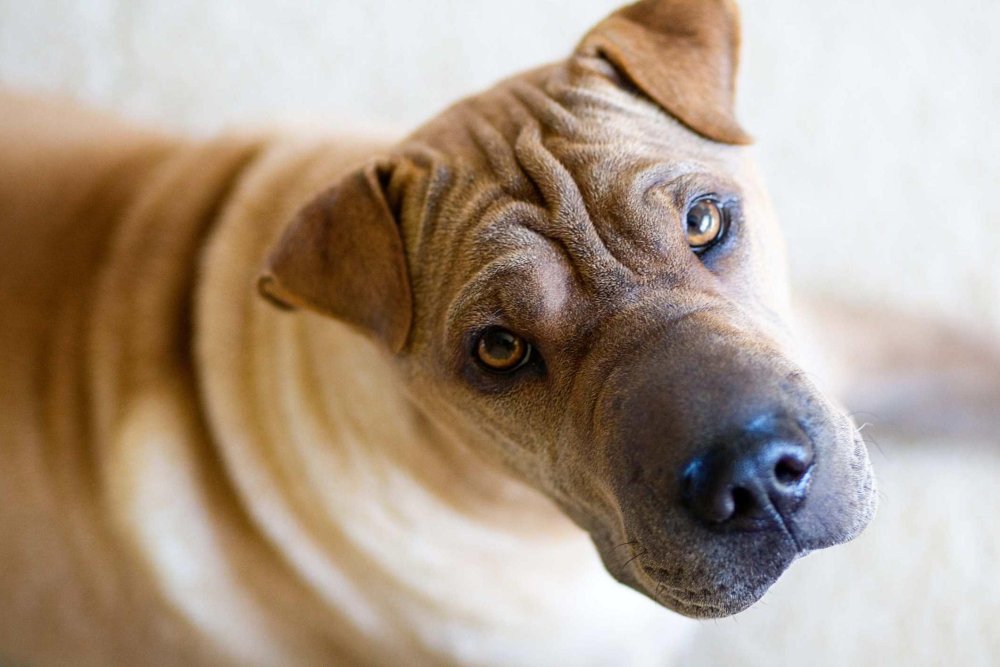 Chinese Shar-Pei Dog Breed Image 6