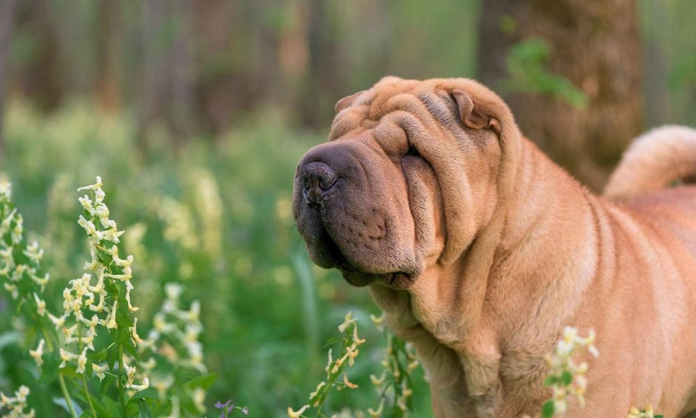 Chinese Shar-Pei Dog Breed Image 7