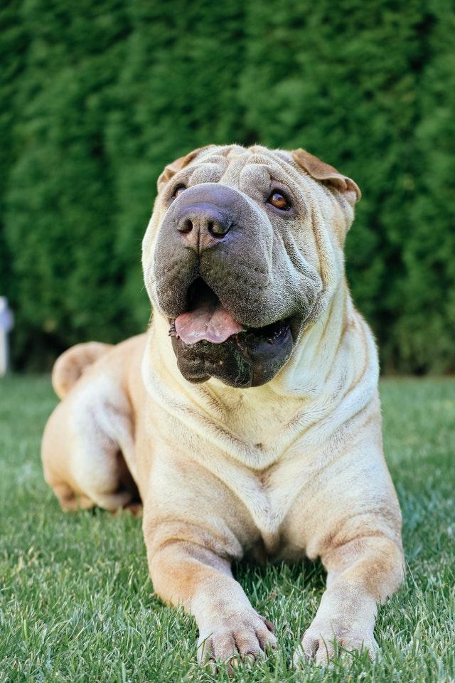 Chinese Shar-Pei Dog Breed Image 9