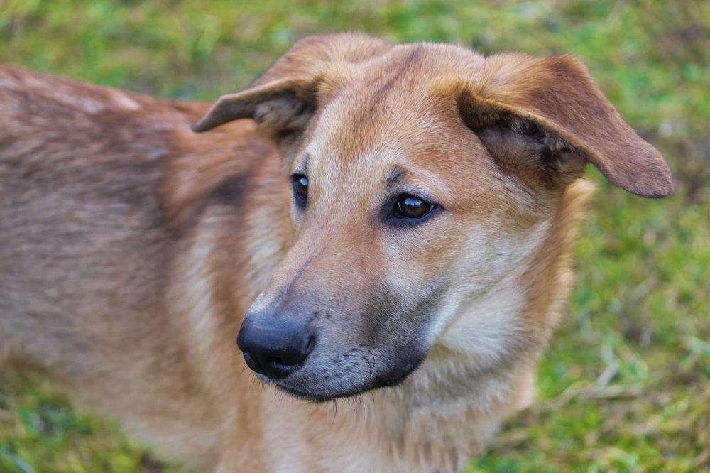 Chinook Dog Breed Image 2