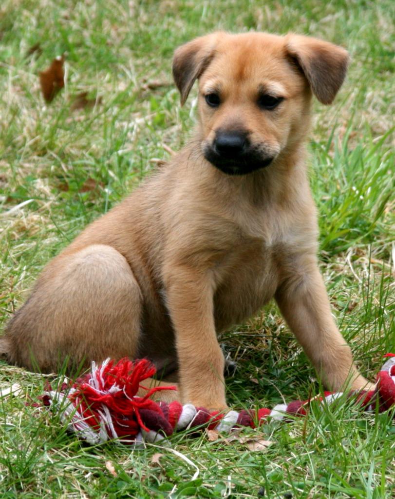 Chinook Dog Breed Image 9