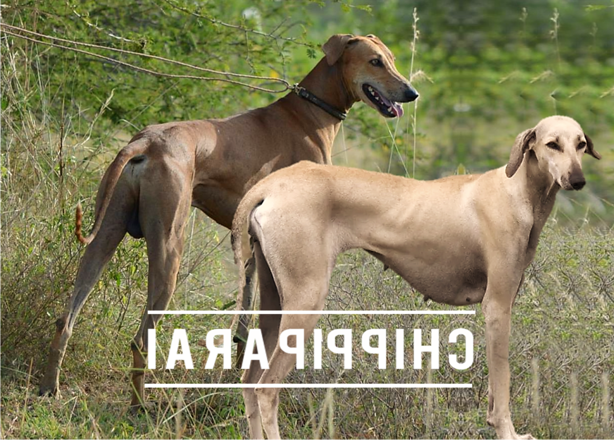 Chippiparai Dog Breed Image 10