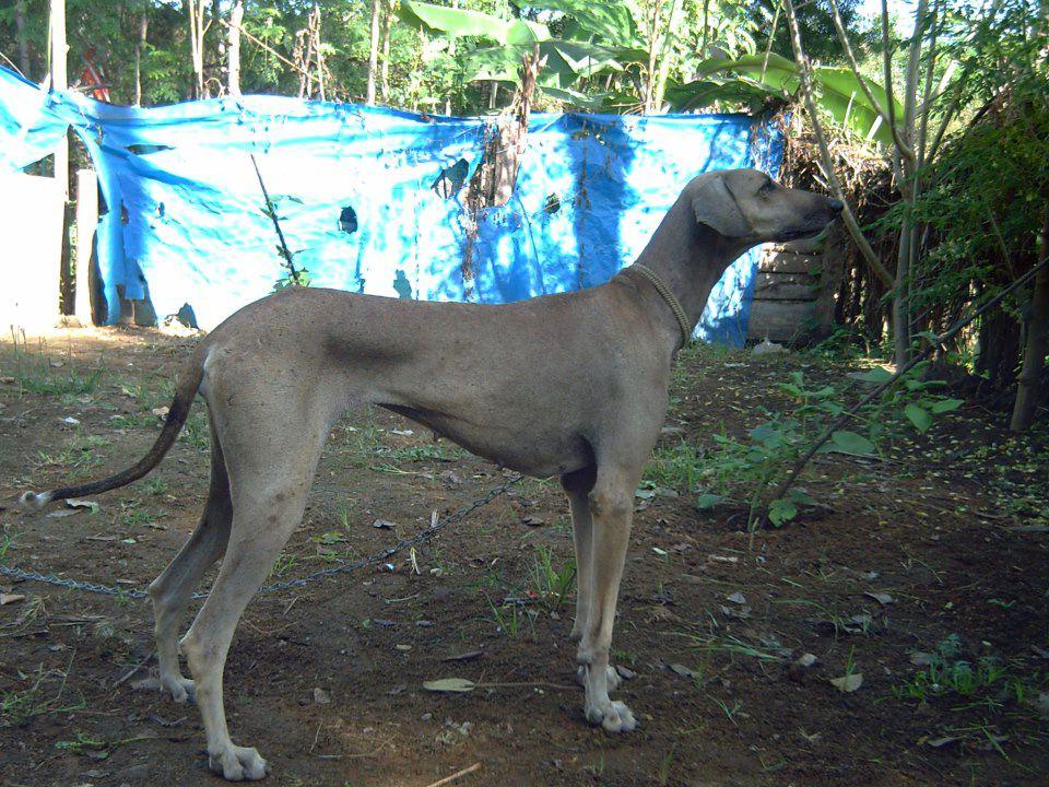 Chippiparai Dog Breed Image 12