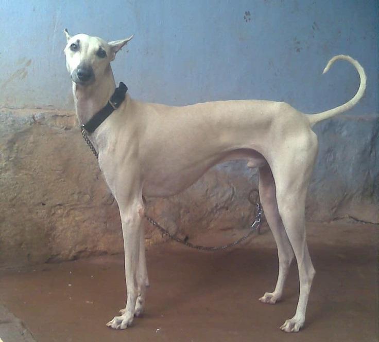 Chippiparai Dog Breed Image 15