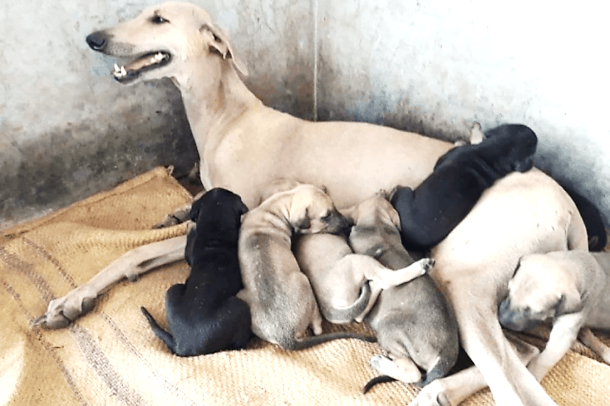 Chippiparai Dog Breed Image 20