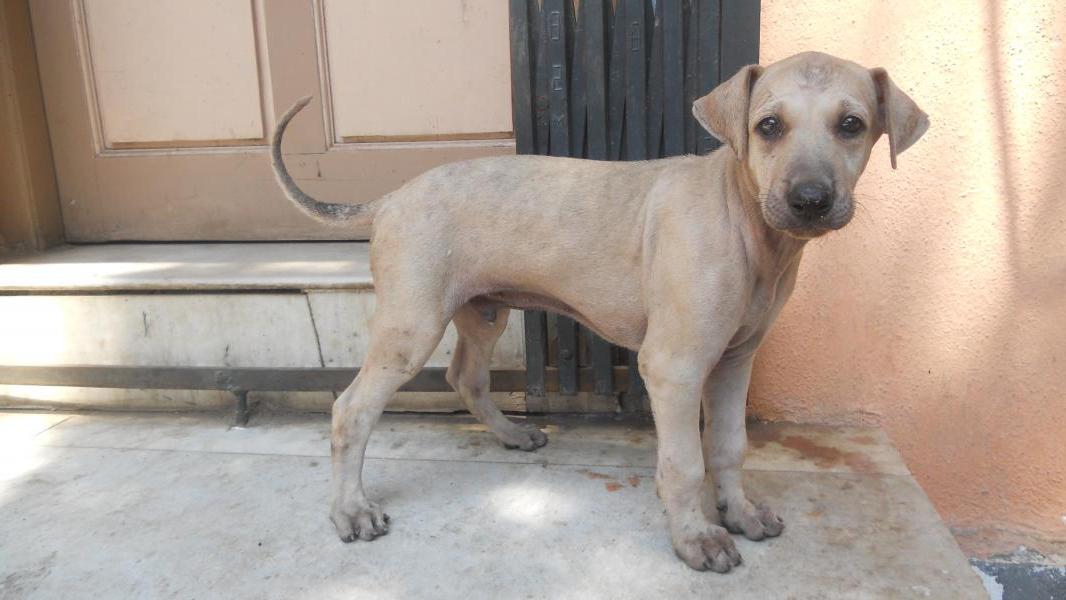 Chippiparai Dog Breed Image 6