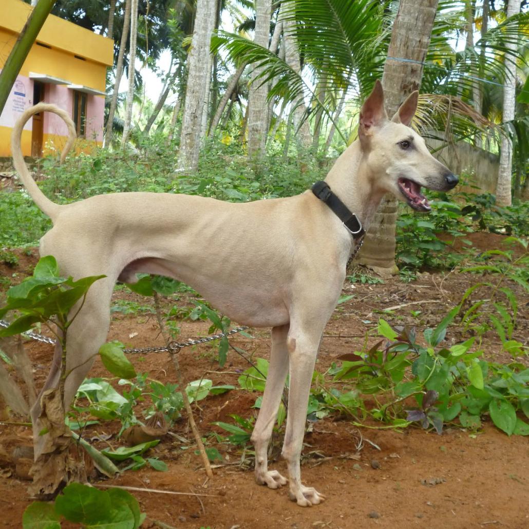 Chippiparai Dog Breed Image 7