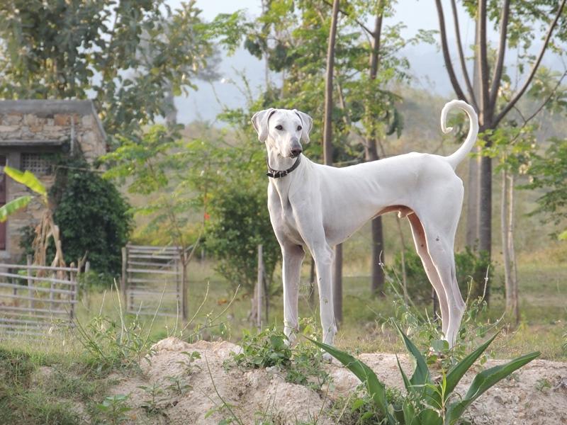 Chippiparai Dog Breed Image 8