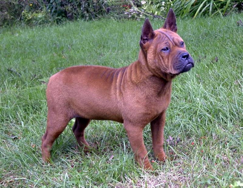 Chongqing Dog Breed Image 1