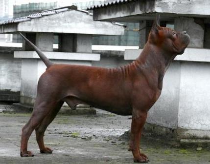 Chongqing Dog Breed Image 13