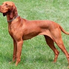 Chortai Dog Breed Image 11