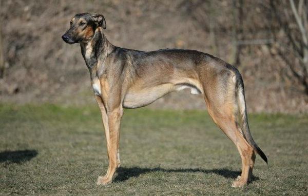 Chortai Dog Breed Image 2